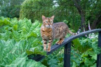 Tabby Cat Hunting in Garden (EAJ009827)
