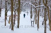 Beechwood on the Ridgeway Path Herts in snow (EAJ009923)