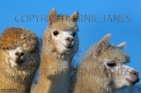 Alpaca Herd on Norfolk Farm in Winter (EAJ008932)