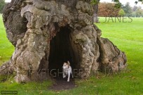Ancient Oak in Blenhiem Park Oxfordshire (EAJ010179)
