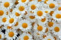 Anthemis Daises in Flower Garden Norfolk July (EAJ009304)