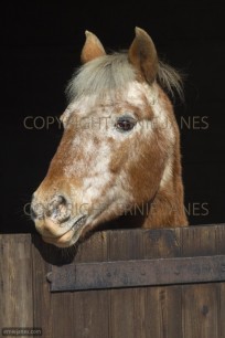 Appaloosa Pony in stable (EAJ008933)