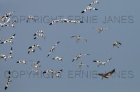 Avocets mobbing Marsh Harrier over Cley Marshes (EAJ008627)