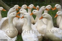 Aylesbury Ducks freerange on Norfolk smallholding (EAJ008934)