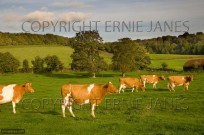 Ayrshire Cattle Hambleden Valley Buckinghamshire U (EAJ008935)