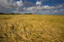 Barley Field and Windmill Weybourne Norfolk UK (EAJ009022)