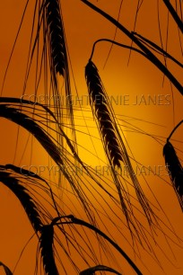 Barley Ears at sunset (EAJ009023)