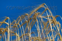 Barley Crop ready for harvest Norfolk UK (EAJ009024)