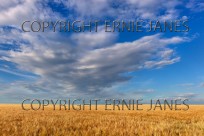 Barley Field and Summer sky Norfolk UK (EAJ009025)