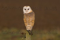 Barn Owl Tyto alba Adult Resting (EAJ008630)