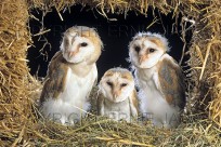 Barn Owl Tyto alba Young In Nest (EAJ008631)