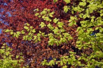 new leaves on Beech and Copper Beech (EAJ010264)