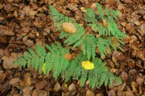 Beech Fagus sylvatica Leaves Ashridge Herts UK Winter (EAJ010268)