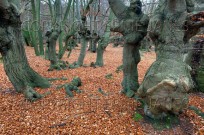 Epping Forest Essex Beeches Essex (EAJ010270)