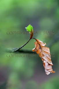 Beech Fagus sylvatica New shoot and old leaf (EAJ010260)