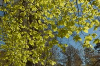 Beech Fagus sylvatica new leaves in Spring (EAJ010261)