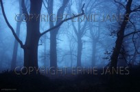 Beech Forest Ashridge Herts UK Winter Mist (EAJ010178)