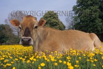 Jersey Cow in Summer Grazing (EAJ008939)