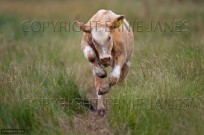 Beef Cattle suckler herd on Cley Marshes Norfolk (EAJ008937)