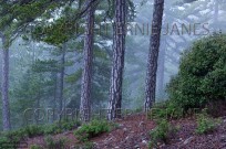 Ancient Black Pines Pinus nigra  Troodhos  Cyprus (EAJ010223)