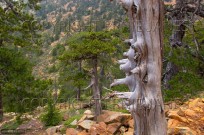 Ancient Black Pines Pinus nigra  Troodhos  Cyprus (EAJ010224)
