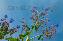 Borage Borago officinalis or Starflower (EAJ009028)