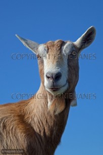 British Toggenburg Goat Portrait (EAJ008942)