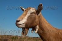 British Toggenburg Goat Portrait (EAJ008943)