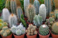 Garden centre in January collection of Cacti (EAJ009313)