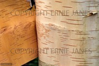 Canoe Birch Betula papyifera shedding bark (EAJ010222)