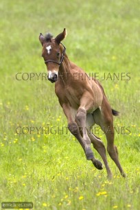 Chestnut Foal Running (EAJ008944)