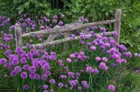 Chives in flower and decorative garden hurdle (EAJ009316)