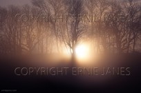 Rising Sun through trees Berkhamsted Herts Autumn (EAJ010181)