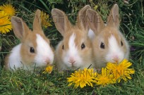Domestic Pet Dutch Rabbits (EAJ009840)