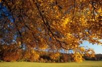 Field Maple Acer campestre Autumn (EAJ010267)