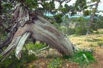 Ancient Juniper trees Juniperus foeditissima (EAJ010250)