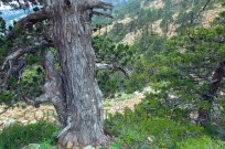 Ancient Juniper trees Juniperus foeditissima (EAJ010251)