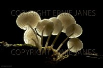 Bracket Fungi Marasmius wynnei (EAJ010697)