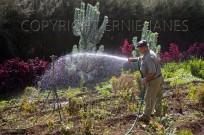 Watering Jardim Botanico Funchal Madeira (EAJ009132)