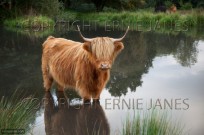 Highland Cattle at Hanworth common Norfolk (EAJ008997)