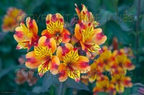 Indian Summer Peruvian Lily June Norfolk (EAJ009420)