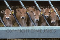 Jersey Cattle in Winter Quarters (EAJ009000)