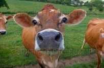 Jersey Cows in Summer Pastures (EAJ009001)