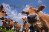 Jersey Cows in Summer Pastures (EAJ009002)