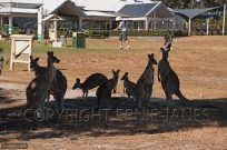 Kangaroo on golf course Melbourne Australia (EAJ009142)