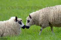 Kerry Hill Sheep flock ewes (EAJ009004)