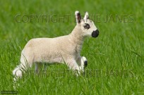 Kerry Hill Sheep flock lambs (EAJ009005)