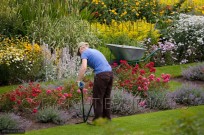 Lady Gardener at work in Flower Border Norfolk UK (EAJ009421)