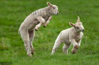 Lambs running and Jumping (EAJ009006)
