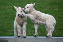 Two lambs playing in Spring (EAJ009007)